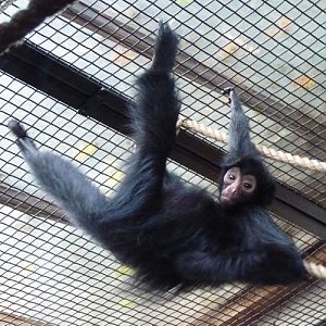 Red-faced spider monkey (Ateles paniscus)