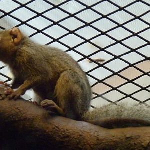 Northern tree shrew (Tupaia belangeri)