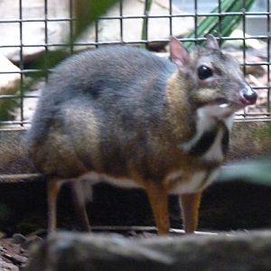 Java mouse deer (Tragulus javanicus)