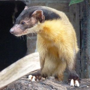 Northern yellow-throated marten (Martes flavigula aterrima)