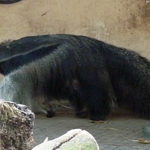 Giant anteater (Myrmecophaga tridactyla)