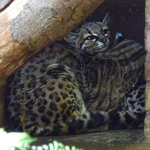 Yucatan margay (Leopardus wiedii yucatanicus)