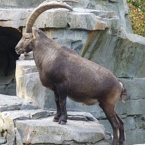 Alpine ibex (Capra ibex)
