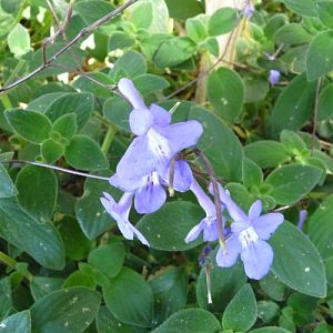 Streptocarpus saxorum