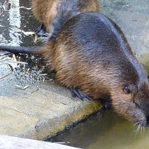 Coypu (Myocastor coypus)