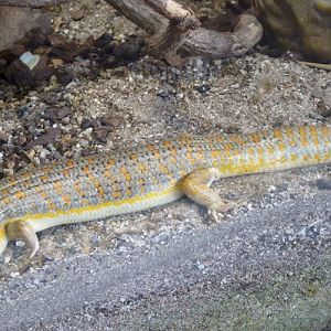Algerian skink (Eumeces algeriensis)