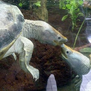 Malaysian painted terrapins (Batagur borneoensis) kissing