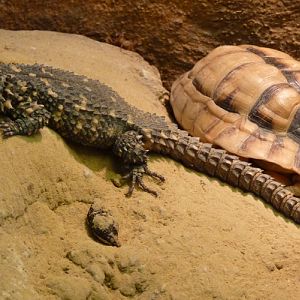 Zoutpansberg girdled lizard (Cordylus warreni depressus)