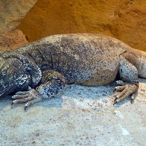 Common chuckwalla (Sauromalus ater)
