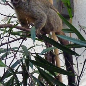 Grey-handed night monkey (Aotus lemurinus griseimembra)