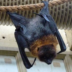 Rodrigues fruit bat (Pteropus rodricensis)
