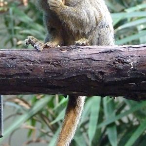 Pygmy marmoset (Cebuella pygmaea)