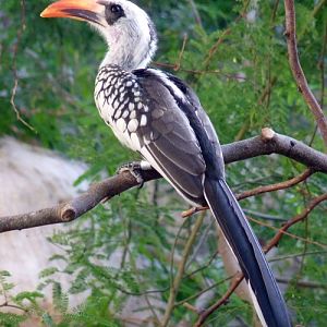 Red-billed hornbill (Tockus erythrorhynchus)