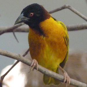 Village weaver (Ploceus cucullatus)