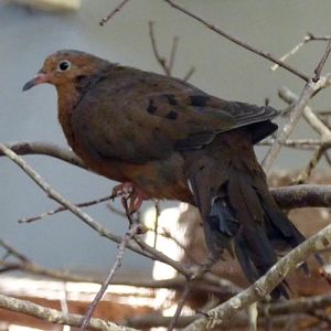 Socorro dove (Zenaida graysoni)