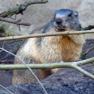 Alpine marmot (Marmota marmota)