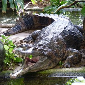 False gharial (Tomistoma schlegelii)