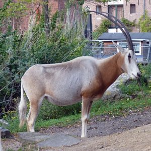 Scimitar-horned oryx (Oryx dammah)