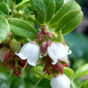 Mountain cranberry (Vaccinium vitis-idaea)