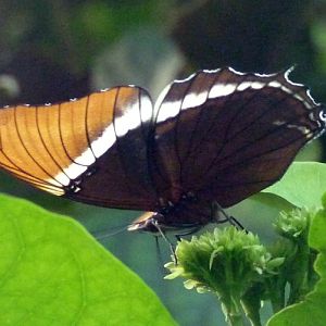 Rusty-tipped page (Siproeta epaphus)