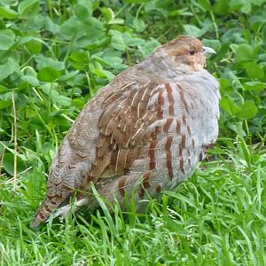 Grey partridge (Perdix perdix)