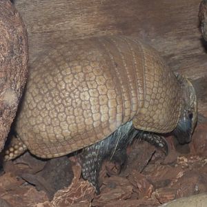 Southern three-banded armadillo (Tolypeutes matacus)