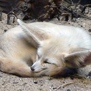 Sleeping fennec fox (Vulpes zerda)