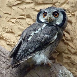 Northern white-faced scops owl (Ptilopsis leucotis)