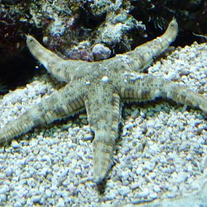 Sand sifting starfish (Archaster typicus)