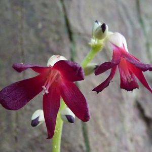 Bilimbi (Averrhoa bilimbi) flowers