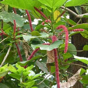Hot red cat's tail (Acalypha hispida)