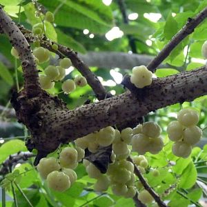 Star gooseberry (Phyllanthus acidus)