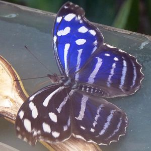 Blue wave (Myscelia cyaniris)