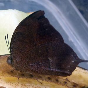 Anaea or Memphis sp. Identification needed please!!!