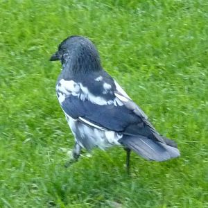 Leucistic jackdaw (Corvus monedula) (wild)