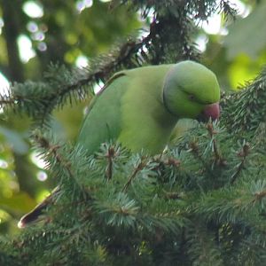 Ringed parakeet (Psittacula krameri) (wild)