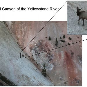 wapiti on side of cliff