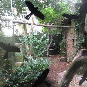 Cologne Zoo - Owl monastery - Spectacled owl aviary