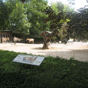 Cologne Zoo - Przewalski's horse exhibit