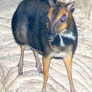 Balabac chevrotain; Antwerp; 7th September