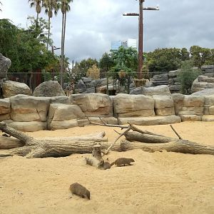 Banded mongoose exhibit. Giraffes at background