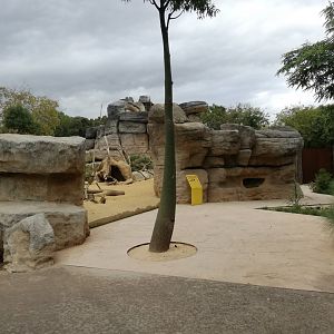 Banded mongoose exhibit