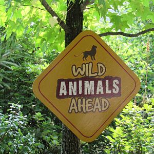 Possible Pride of Africa Teaser Sign