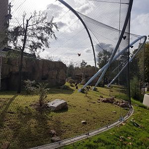 Finished Gelada-enclosure