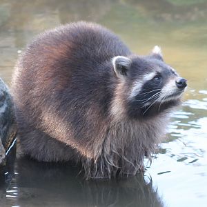 Raccoon