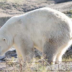 Polar bear