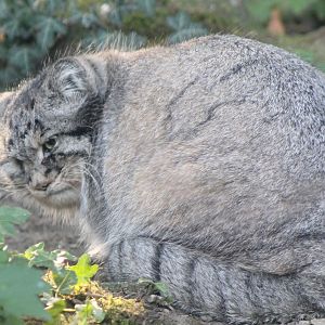 Pallas cat