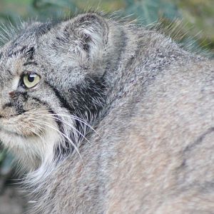 Pallas cat