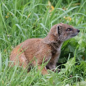 Yellow mongoose