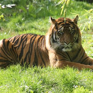 Sumatran tiger